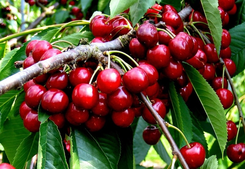Ten Ways To Stretch the Harvest of Fruit Trees