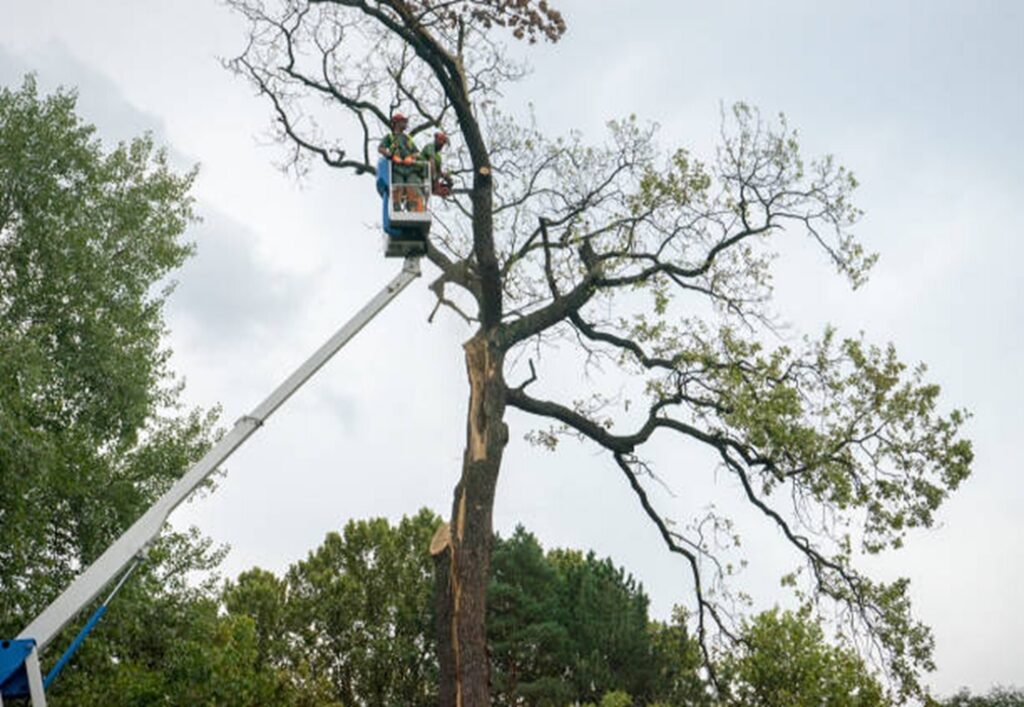 The Best Time of Year to Trim Your Trees